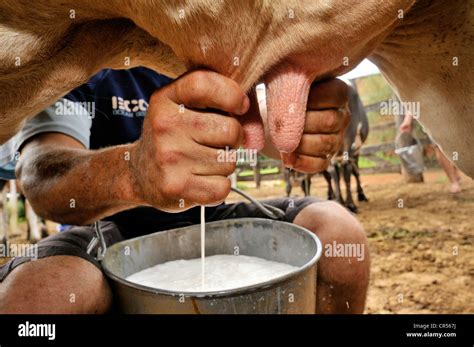 milking a man porn